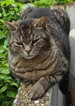 Milo
