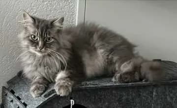 Luchs