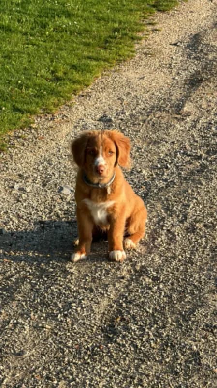Koda