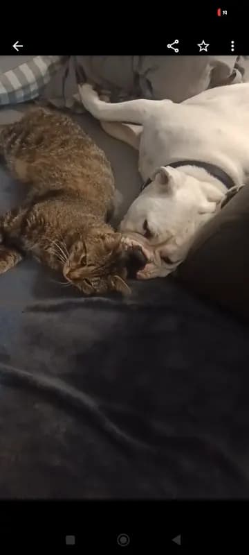 Tyson