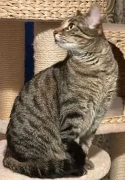 Kleo