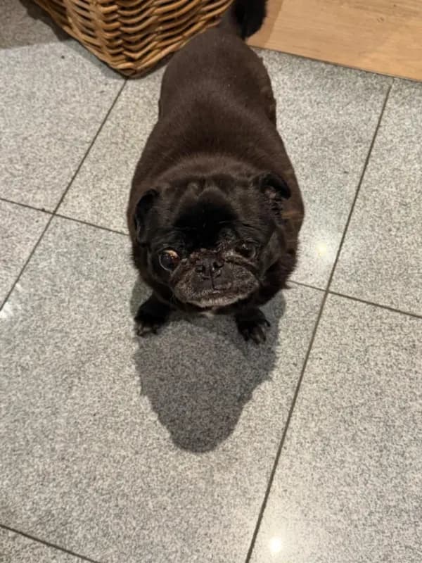 Mopsie