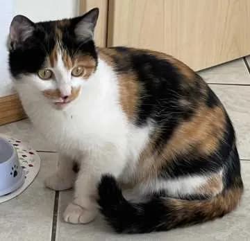 Susi