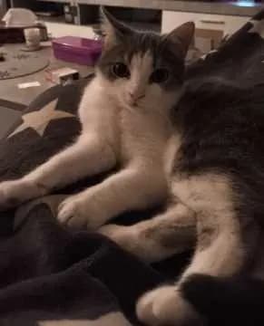 Pepper