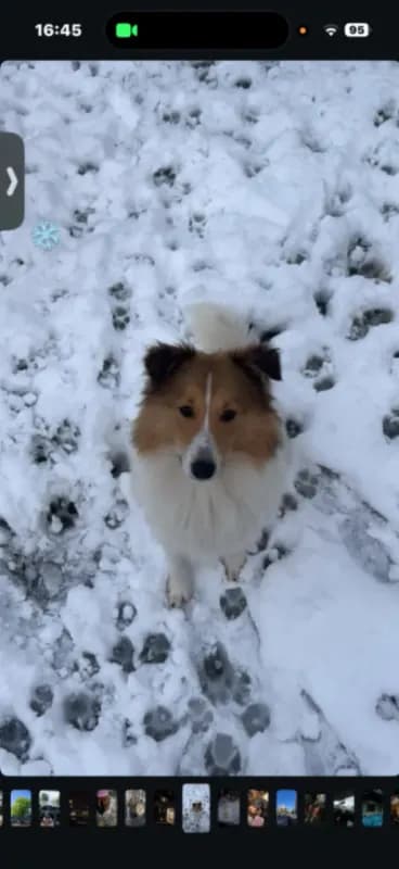 Koda