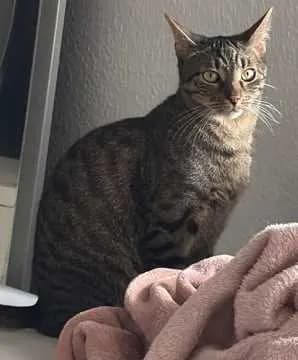 Pepper