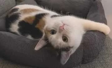 Minki