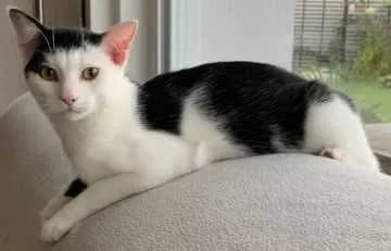 Loki