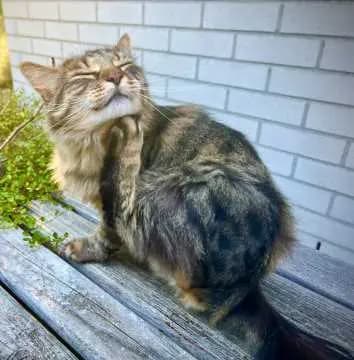 Ylva