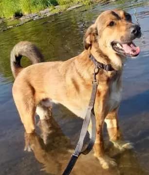 Bruno