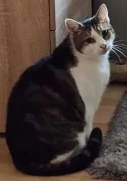 Pucki
