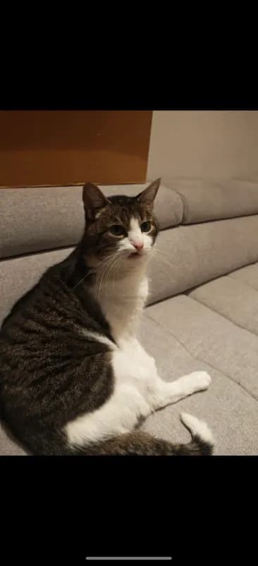 Filou