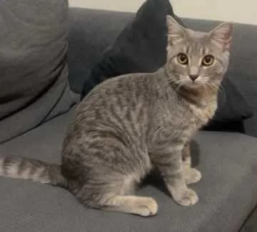 Susi