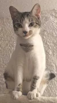 Dina