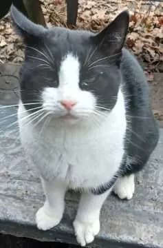Keesje