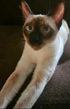 Coco