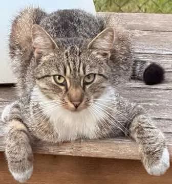 Nick