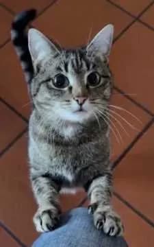 Nala