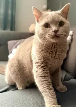 Teddy