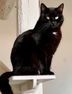 Polly