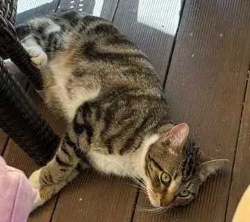 Feli Mimi