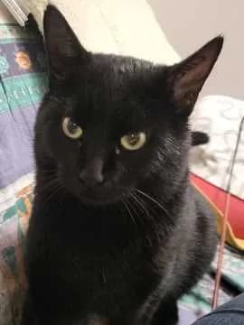 Hector