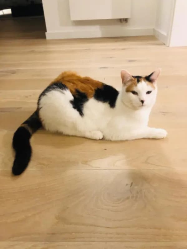 Lina