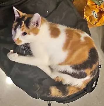 Minka