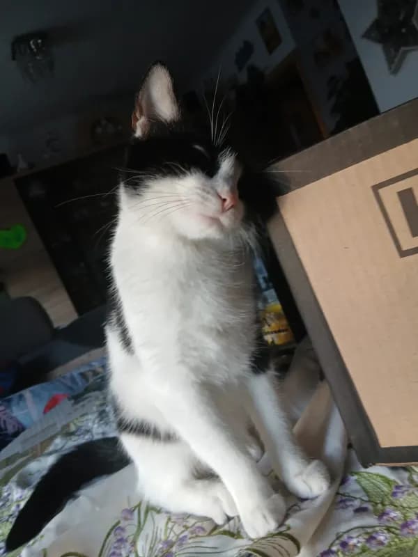Mimi