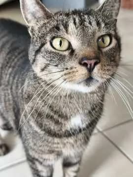 Mojo