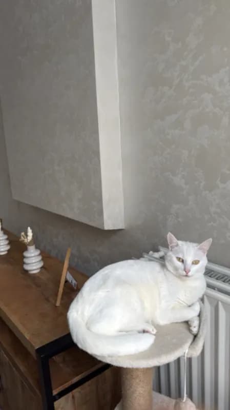 Minoucha