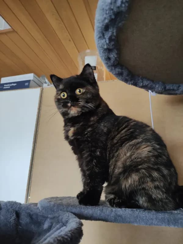 Mia