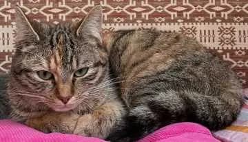 Cinni