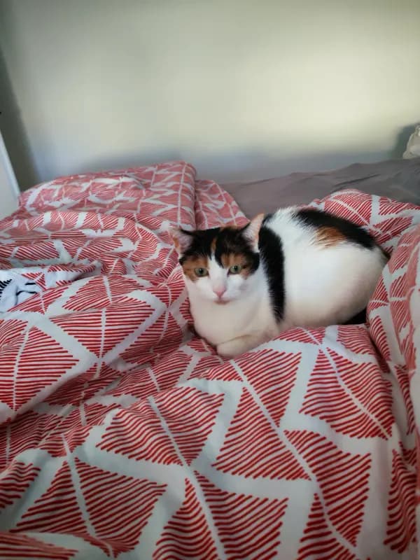 Lila