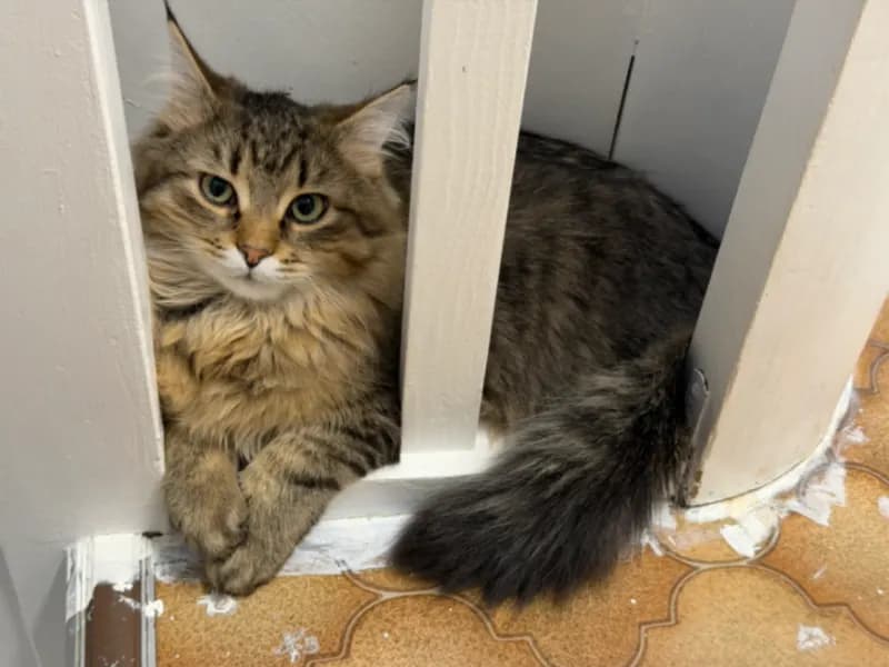Loki