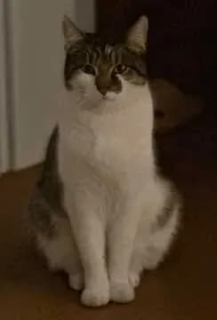 Timon