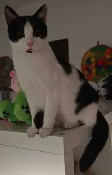 Kiwi