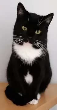 Mitzi