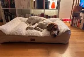 Chien