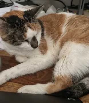 Luzi