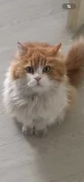 Tigga