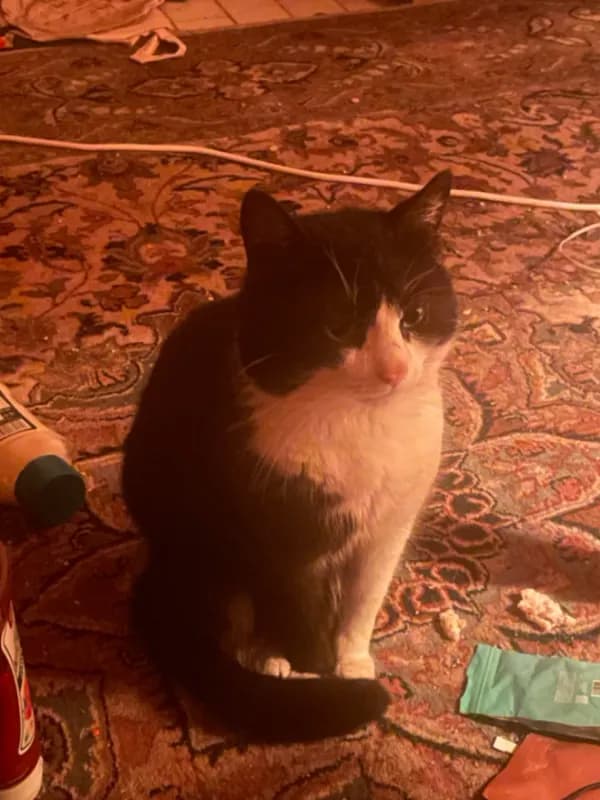 Felix