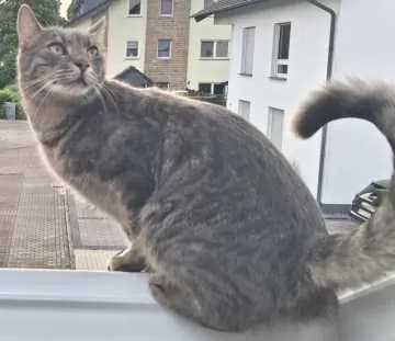 Mizar