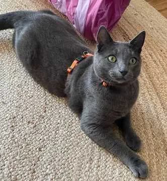 Loki