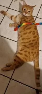 Mampffred