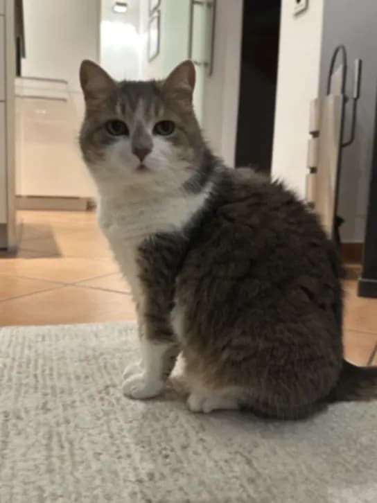 Mimi