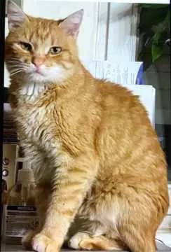 Titzi