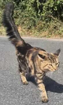 Rosie