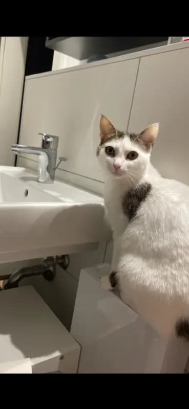 Bibi