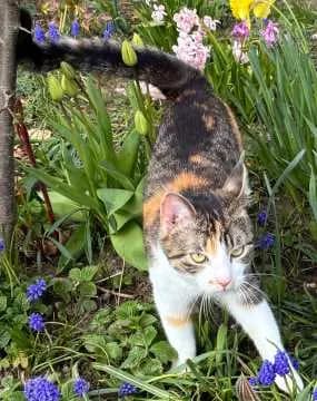 Flora
